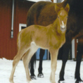s Juliano Star - Hague Pellois