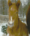 s Juliano Star - Hague Pellois