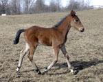 hingst e. General November-Handbag född 2003-02-27