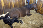 hingst e. Juliano Star-Pinespun född 2003-04-03