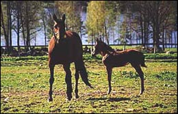 Com Eliza med föl