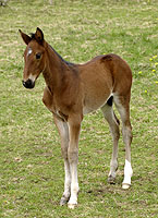 hingst e. General November-Equipose född 2004-04-09