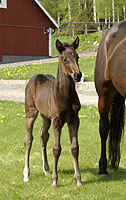 sto e. Malabar Circle Ås-Fanny Filiokus född 2004-04-12