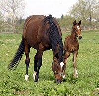 hingst e. Zoogin-Kulehus Mynta född 2004-04-15