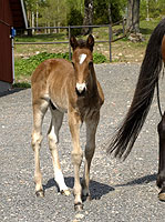 hingst e. Juliano Star-Pay Love född 2004-04-23