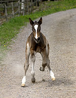 hingst e. General November-Real Diamond född 2004-05-04