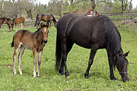 hingst e. Juliano Star-SOS Morning Star född 2004-03-24