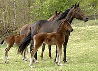 sto e. Diamond Way-U.S.Secret Valley född 2004-04-06