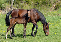 Hingst e. Juliano Star-Handbag