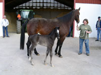 hingstfl e. Juliano Star-Pinespun